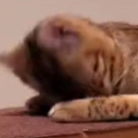 『寝起きの猫』が顔を上げた瞬間…思わず二度見する『とんでもない顔』に「エフェクトかと思ったｗｗ」「空間歪んでるｗ」と爆笑の声続出