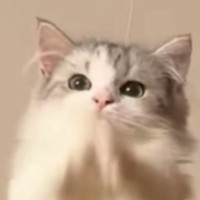 仕事中にふと猫を見たら、キャットタワーの上で…予想外の『可愛すぎる行動』に「何かと交信してるんだな」「夜中の癒し」と22万表示