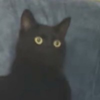ソファに座る『やんちゃな猫』→耳を掻いたと思ったら毛繕いを始め…想像以上に『落ち着きがない様子』に「やばいｗｗ」「謎の動きが可愛すぎ」