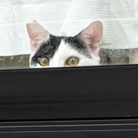 家を出た飼い主→『窓』を見たら、2匹の猫が…「最高のお見送りｗ」まさかの光景に1万いいね「笑えるし、すごく愛おしい」「もうたまらんｗ」
