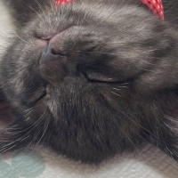 子猫を飼うことに最後まで反対していたパパ→そばに子猫がやってくると…まさかの展開に1万いいね「分かってるぅ」「いちばんチョロかったｗ」