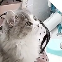 ドレッサーの上に座る子猫→メイク中のママをじっと見つめて…微笑ましい光景が25万再生「何ちてるの感が可愛すぎ」「幸せでしかない」