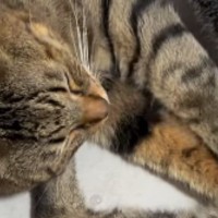 一緒にくつろぐ2匹の猫→同時にふみふみし始めて…『幸せいっぱいの光景』に癒される人が続出「間に挟まりたいｗ」「かわいぃ」と37万再生