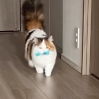 飼い主と遊ぶ猫→おもちゃを遠くの方に投げてもらうと…犬のような行動が37万再生「やれやれだぜｗ」「歩き方がめっちゃ可愛い」