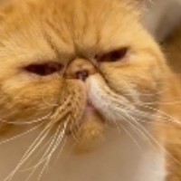 ごはんをもらうために『集まってきた猫たち』…あまりにも可愛い『待ち方』に1万いいね「礼儀正しいｗ」「癒やしをありがとう」