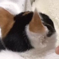 生後3か月の小さな子猫→お迎えから8年が経った結果…尊すぎる『成長ビフォーアフター』に6万いいね「後ろ姿が愛らしい」「どちらも可愛い」