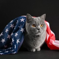 ケネディ大統領に「くしゃみ」をさせた子猫　死後もなお、その写真が競売で高値をつけて、人々の話題に　米国