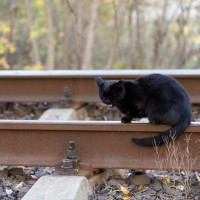 鉄道駅で働いて大人気になり、昨年引退した猫が「虹の橋」を渡る　ネット民からも惜しむ声多数