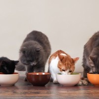 大切な愛猫のフードに「危険物質」が⁉　米国の非営利団体がショッキングな調査結果を発表