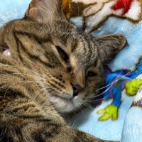 赤ちゃん用の電動ベッドで『くつろぐ猫』→スイッチを入れてみたら…まさかの光景に1万7000いいね「正しい使い方ｗ」「赤ちゃん返りｗ」