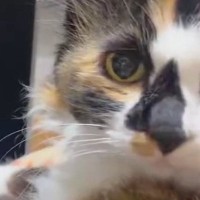 カメラを見たまま固まっていた猫たち→『動いて』と声をかけたら…まさかの行動に4万いいね「めっちゃ笑ったｗ」「しゃーねーなー」