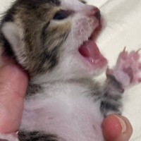 ぐったりして鳴きもしなかった子猫→保護から2週間…感動の『ビフォーアフター』に「ほんと良かったねぇ」「素晴らしい」と56万表示