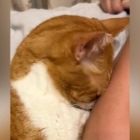 ママの腕にべったりと顔をくっつけて甘える猫→『鼻』を見たら…『まさかの光景』に3万いいね「ベテラン赤ちゃんｗ」「かっわいすぎるー」