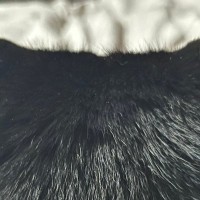 名前を呼ばれて『油断しきった顔』で振り返った猫→次の瞬間…驚きの『表情の変化』に「同じ猫じゃないみたいｗ」「わかってるなあｗ」