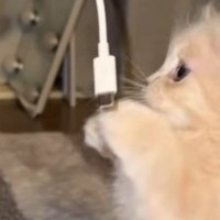短足猫とコードを使って遊んでみた結果…想像以上の『白熱の戦い』が可愛すぎると19万再生「シャドーボクシング」「応援するわ」