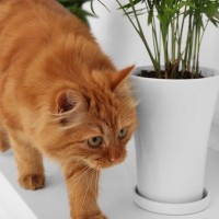 猫が『物に当たらずに歩ける』4つの理由　狭い隙間でもスイスイ歩けるのはなぜ？