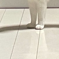 実家の猫に『愛情を注ぎすぎた』結果…目の前に現れた猫が見せた『まさかの反応』に2万3000いいね「表情に笑ったｗ」