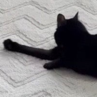 前足を動かしながらカーペットの上を移動する黒猫…『謎の動き』が可愛すぎると32万再生「コンタクト落としたかなｗ」「声出して笑った」