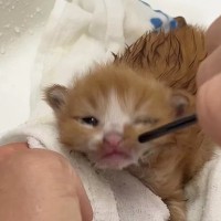 車から聞こえた『小さな鳴き声』→エンジンルームを調べると、『衰弱した子猫』が…「助かってよかった」「本当にありがとう」と41万再生