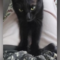 飼い主の膝の上に乗って『ふみふみ』していた黒猫…予想外の『可愛い展開』に「気まずそうな感じたまらん」「何回も見てしまった」と1万いいね