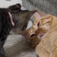 お昼寝中の先住猫、『近づいてきた子猫』に起こされた結果…『驚きの展開』に感動の声「思わず泣いてしまった」「なんて幸せな光景」