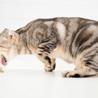 猫が『嘔吐した物の色』から原因がわかる？5種の色別の理由や注意すべきケースも解説