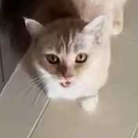 目の前でゴロンと転がろうとした猫→次の瞬間…まさかの展開と可愛すぎる表情に「顔が大好き」「初めて見るパターン」と67万表示