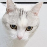 小さな頃から爪とぎポールに登るのが得意な猫→久しぶりに挑戦した結果…驚きの光景に3万いいね「バランス感覚がすごいｗ」「お見事ッッ」