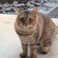突然玄関先に現れた猫→毎日のように『入れて』と家に来るようになって…心温まる展開が225万再生「NNNから来たね」「運命の出会い」