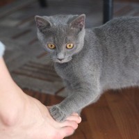猫があなたの『足を踏んでくる』4つの理由　わざわざ踏みたがる心理や上手な対処法も