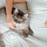 猫が飼い主と『添い寝』したいときにみせる仕草5選　寝る場所で異なる心理や注意したいことまで