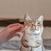 猫が触られるのを嫌がる『体の部位』5つ　苦手に感じる理由から喜ぶ場所までご紹介