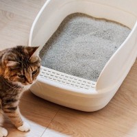 猫のトイレから『砂が飛び散りやすい』4つの原因　やたらと落ちているのはなぜ？対策方法も解説