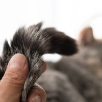 猫の『しっぽに触れると怒る』理由4選　なぜ触られたくないの？避けるべき行為まで