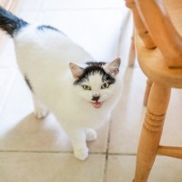 猫が『かまってほしい』と思っている行動5つ　気付いてあげたいサインや接し方のポイント