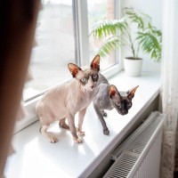 『抜け毛が少ない』傾向にある猫種4選　目立ちにくいワケやそれぞれの特徴もご紹介