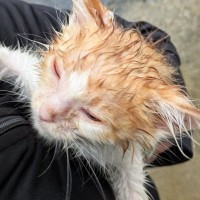 大雨で『びしょ濡れになっていた子猫』を保護…3か月後→激変した『現在の様子』に29万いいね「まじでお姫様」「幸せそうで涙が出る」