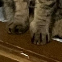 寝る前にトントンしてもらうのが日課の猫→飼い主がうっかり忘れたら…『まさかの光景』に「完全に根に持ってるｗ」「わかりやすい」と爆笑の声