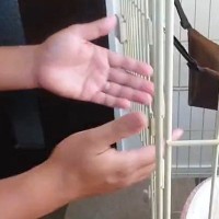 ケージの中で過ごす保護子猫→飼い主が手を伸ばして待っていると…可愛すぎる瞬間に「慣れてきたんだね」「愛おしい」と53万表示