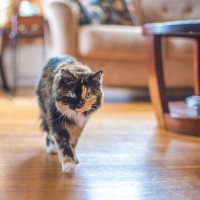 猫に『おいで』を覚えてもらうコツ3選　教えておきたい理由や使えるシーンもご紹介