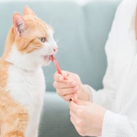 猫への『おやつの与え方』で起こりうる3つのトラブル　注意すべき理由から適切な量や頻度まで
