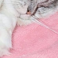 仲良く一緒に眠る『2匹の猫』→よく見たら…「幸せをありがとうｗ」とんでもなく尊い寝姿に「きゃー目の保養」「ハッピーだ寝」の声