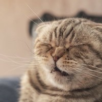 猫がする『逆クシャミ』ってどんな現象？　起きる原因や気を付けたいケースまで解説