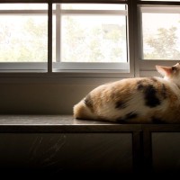猫が『孤独感』を抱いているサイン4選　解消する方法や適切な接し方まで
