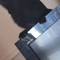 テレビの上に乗っていた『黒猫』…出勤3秒前に撮影された『まさかの光景』に爆笑の声「出かけなきゃなのにｗ」「タ、タスケテｗ」と41万表示