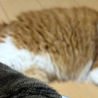 ゴミ袋に顔を突っ込んだ猫→首についていた『まさかのモノ』とは…笑ってしまう光景に10万いいね「ネックウォーマーみたいｗ」「あきれ顔ｗ」