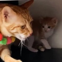 テレビ台の収納スペースに入った『先住猫と子猫たち』…ほっこりするやり取りに「本当に親子みたい」「母性愛を感じる」と12万再生