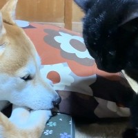 眠れない様子の黒猫が、大好きな犬のそばへ移動すると…まさかの『尊すぎる光景』が37万再生「側にいたいんだねぇ」「本当にほっこりする」