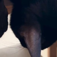 お昼寝中の子猫→何をしても全然起きなくて…心配になるほどの『熟睡っぷり』に「ぐっすり寝すぎｗ」「電池交換しないとｗ」と69万再生