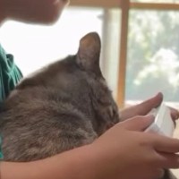 男の子の膝の上でくつろぐ猫→突然の『大きなくしゃみ』に驚いて…まさかの反応が394万再生「表情に笑ったｗ」「あかん好きすぎるｗｗ」